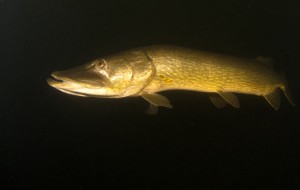 Snoek