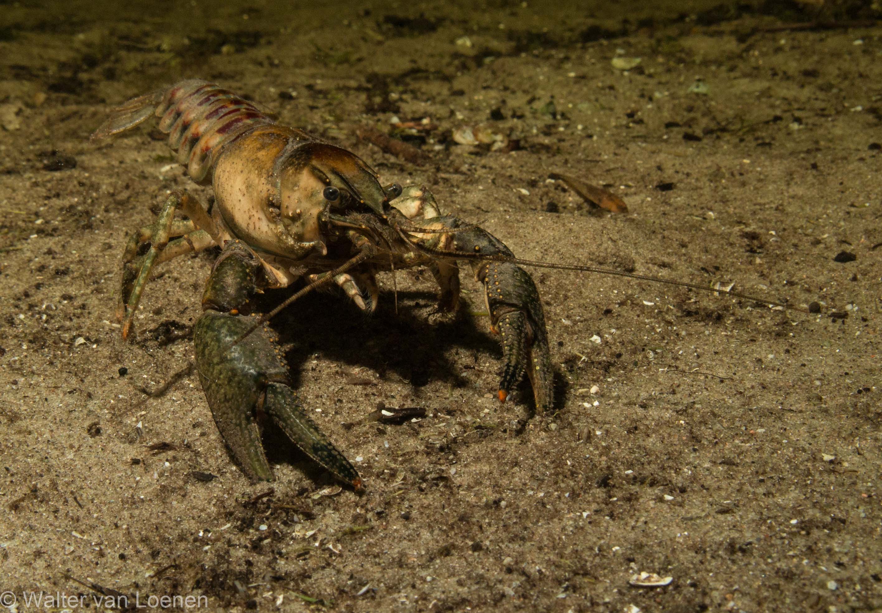 Rivierkreeft