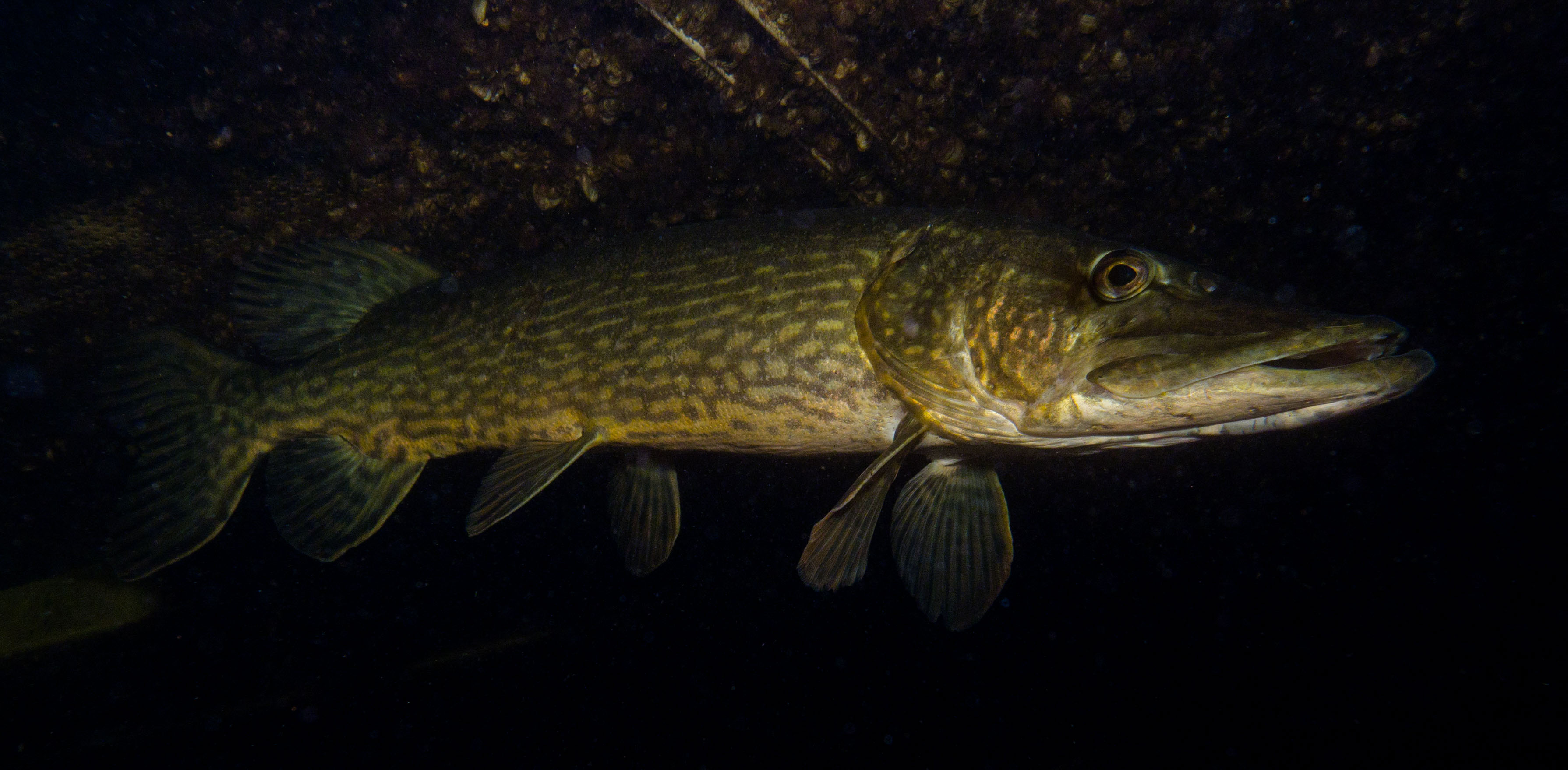 Snoek