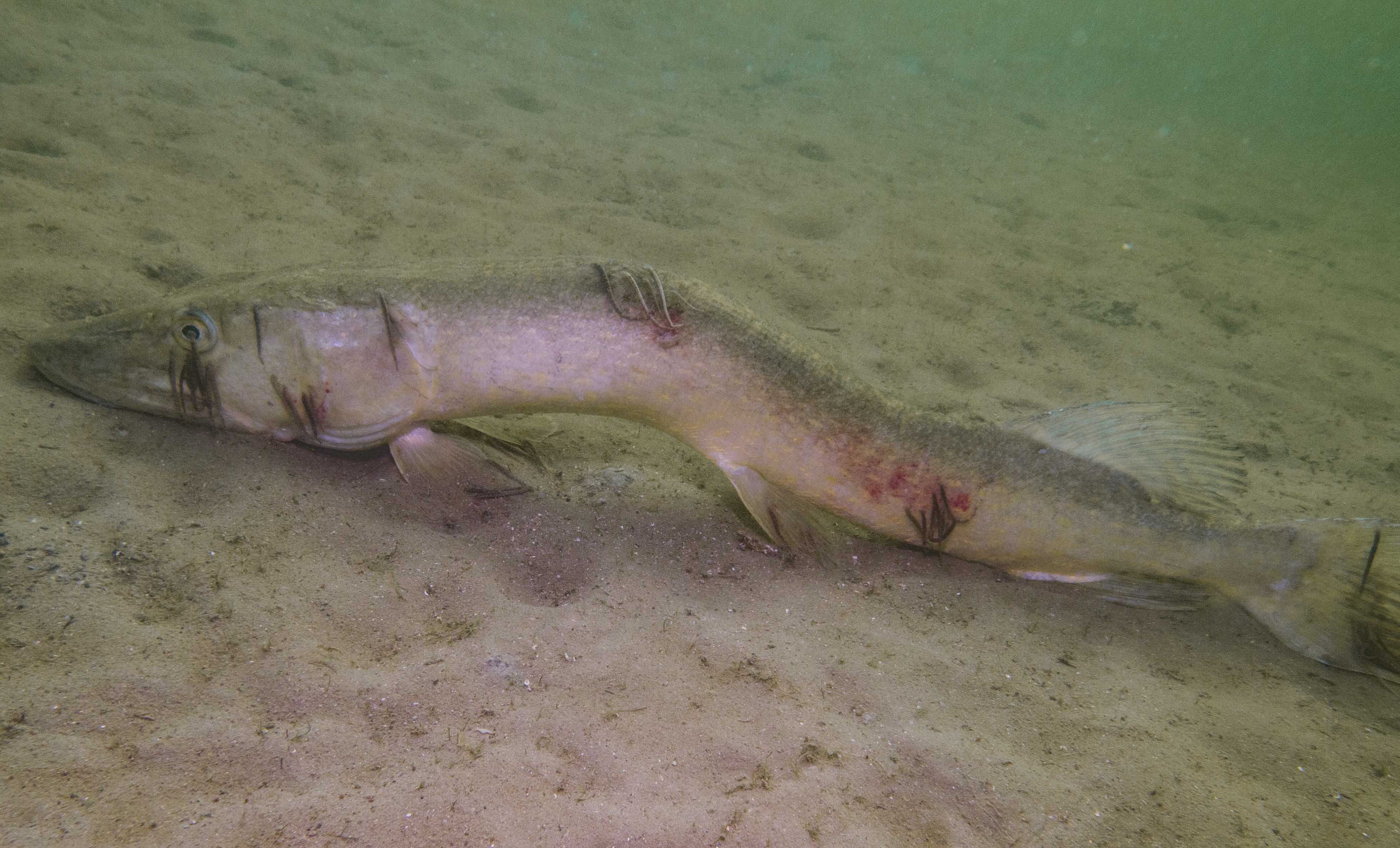 RIP Snoek