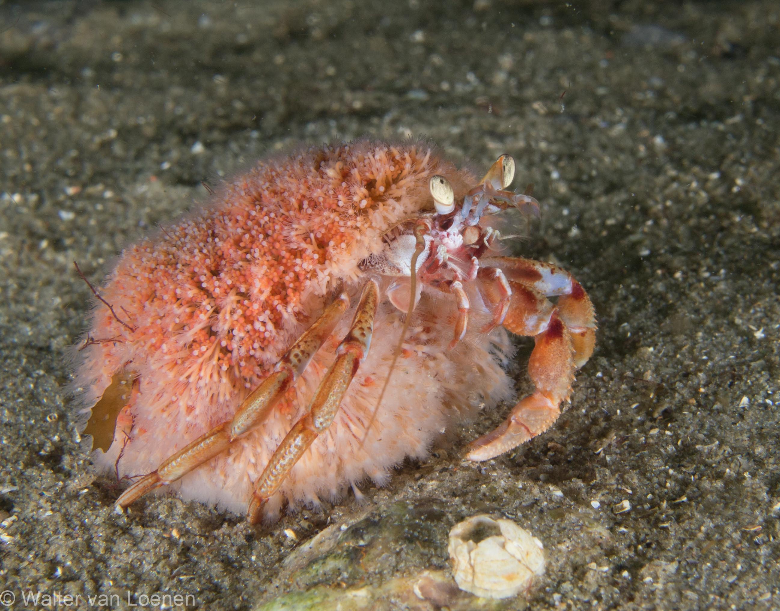 Heremietkreeft Bergse Diepsluis