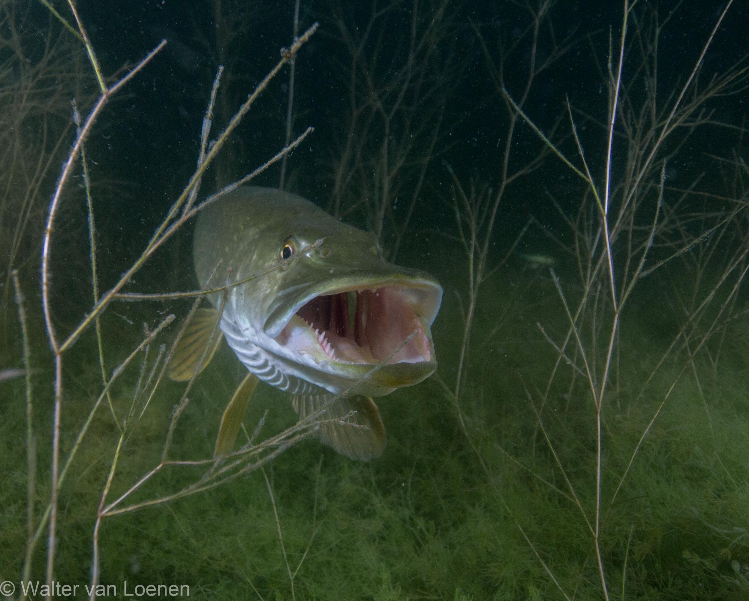 Snoek @ Toolenburgerplas